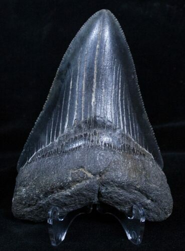 / Inch Serrated Georgia Megalodon Tooth #3462